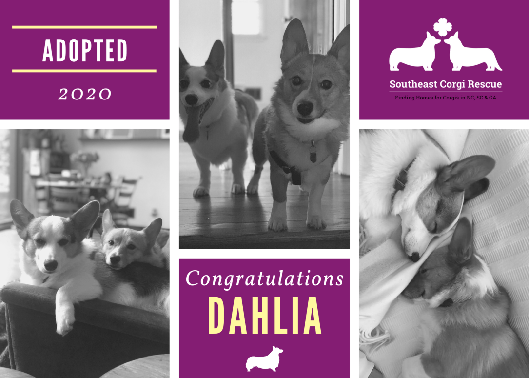 Dahlia adoption announcement (1)