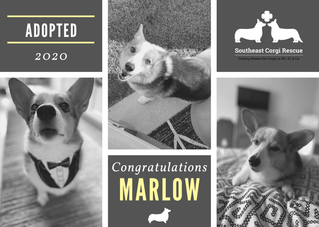 Marlow adoption announcement