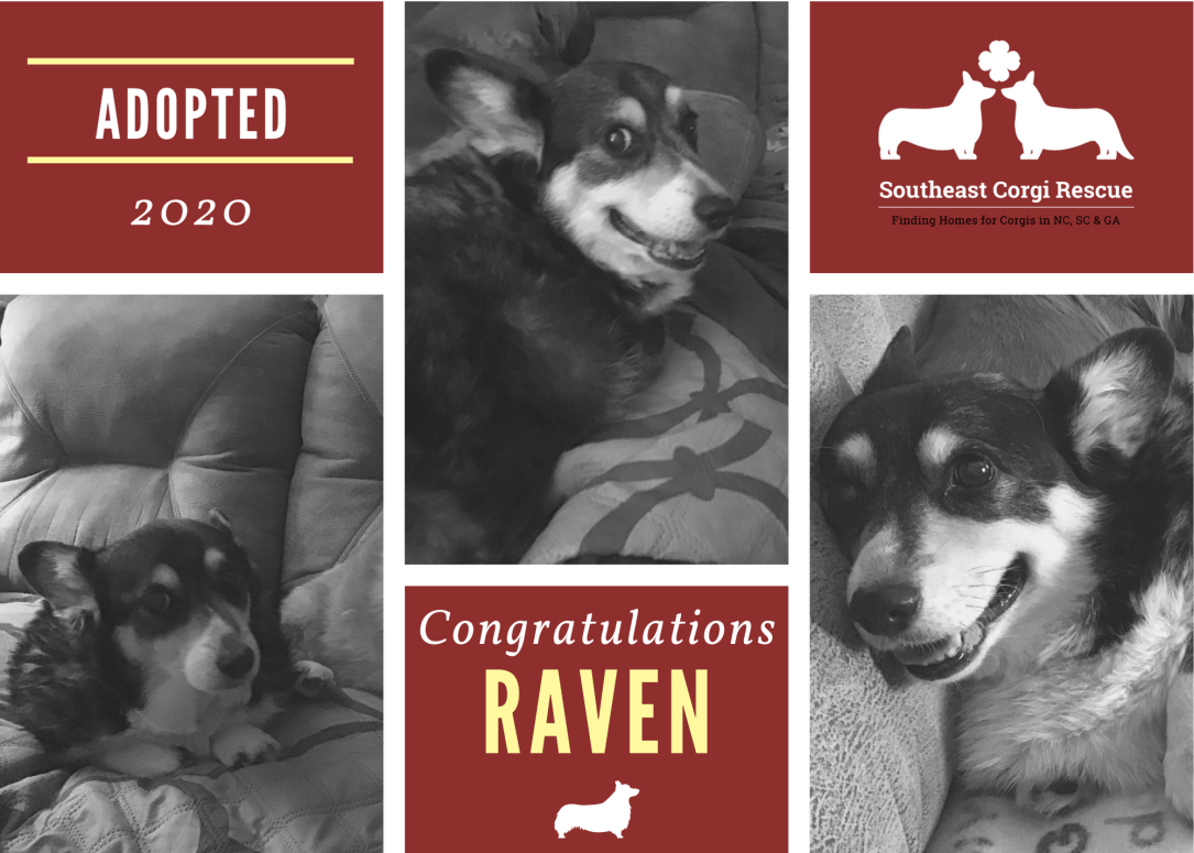 Raven adoption announcement