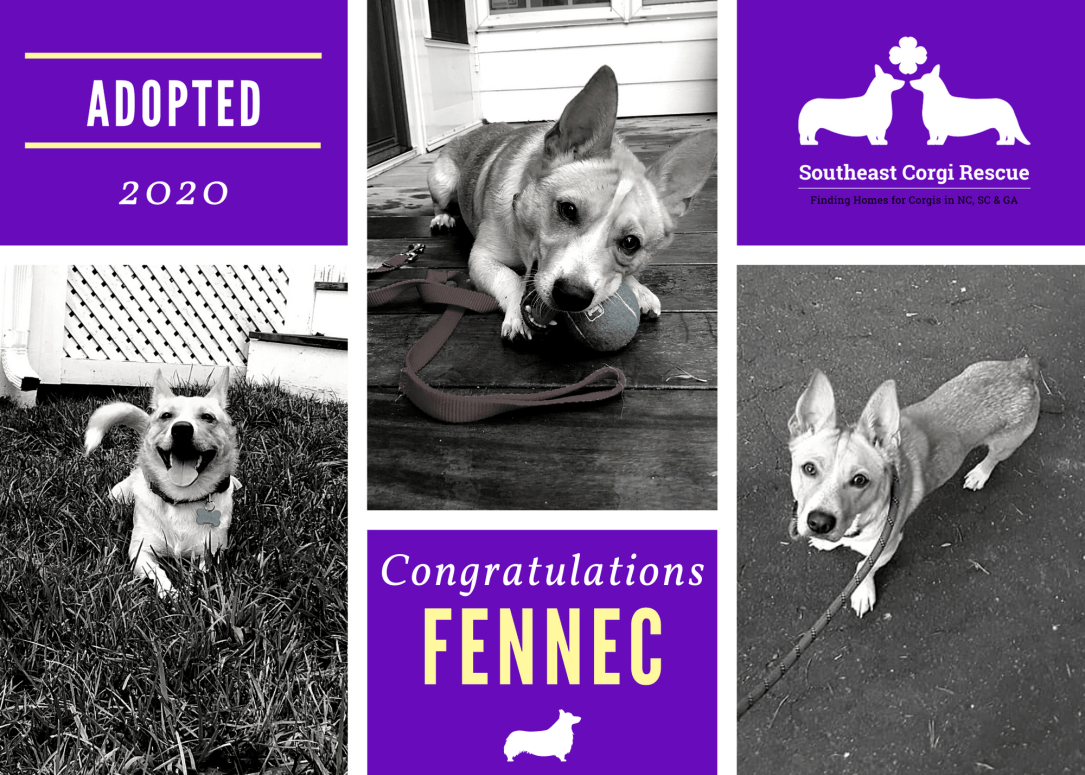 Fennec adoption announcement