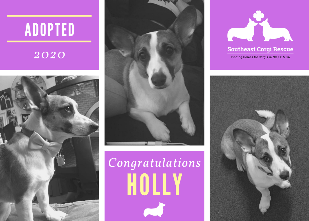 Holly adoption announcement