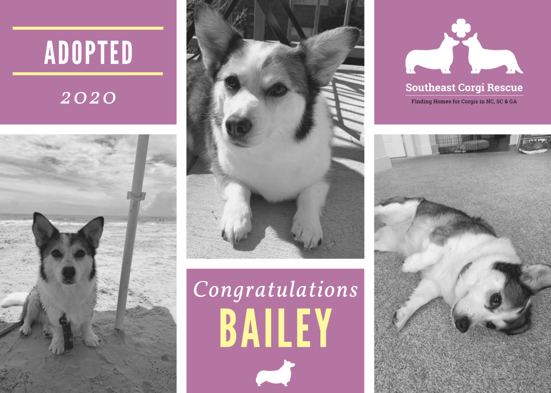 Bailey Adoption Announcement
