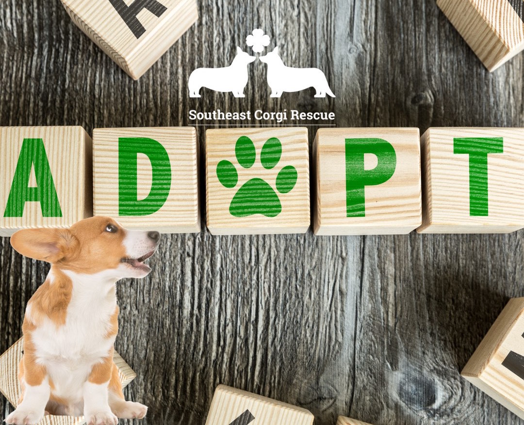 adopt