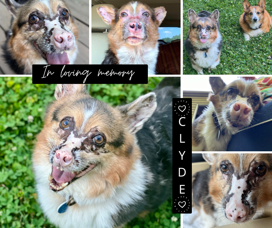 In loving memory - Clyde - 2024