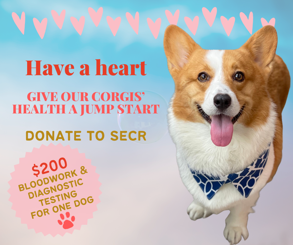 $200 bloodwork and diagnostic testing