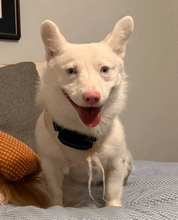 Finn – Southeast Corgi Rescue